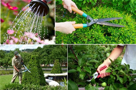 Dịch vụ chăm sóc cảnh quan